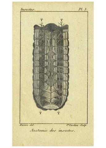 Reproducción/Reproduction 9510071038: Histoire naturelle des insectes, composée d'après Réamur, Geoffroy, Degéer, Roesel, Linné, Fabricius, et les meilleurs ouvrages qui ont paru sur cette partie;. Paris,Roret,1828.