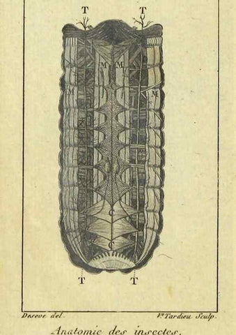 Reproducción/Reproduction 9510071038: Histoire naturelle des insectes, composée d'après Réamur, Geoffroy, Degéer, Roesel, Linné, Fabricius, et les meilleurs ouvrages qui ont paru sur cette partie;. Paris,Roret,1828.