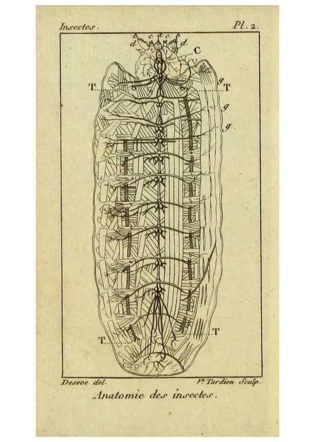 Reproducción/Reproduction 9510071954: Histoire naturelle des insectes, composée d'après Réamur, Geoffroy, Degéer, Roesel, Linné, Fabricius, et les meilleurs ouvrages qui ont paru sur cette partie;. Paris,Roret,1828.