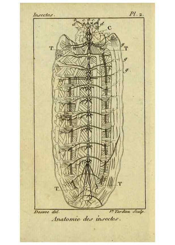 Reproducción/Reproduction 9510071954: Histoire naturelle des insectes, composée d'après Réamur, Geoffroy, Degéer, Roesel, Linné, Fabricius, et les meilleurs ouvrages qui ont paru sur cette partie;. Paris,Roret,1828.