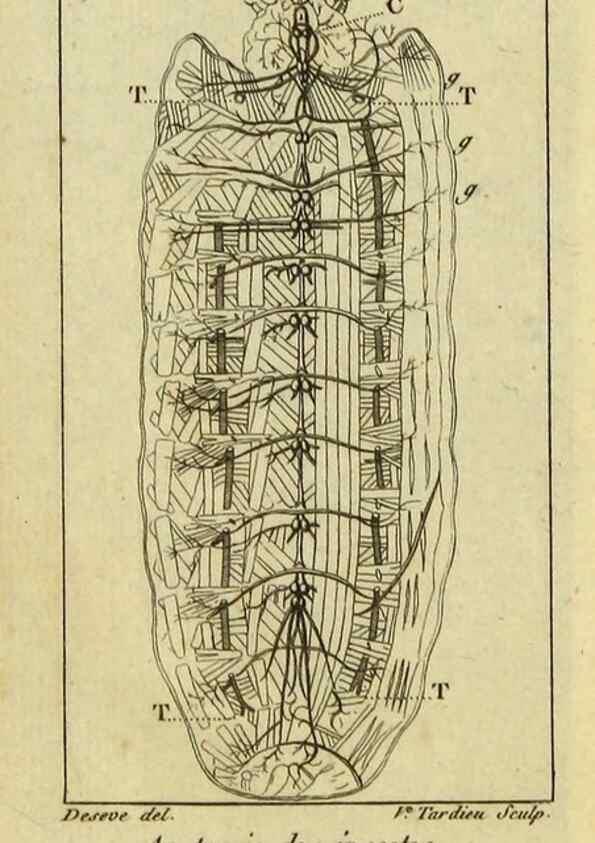 Reproducción/Reproduction 9510071954: Histoire naturelle des insectes, composée d'après Réamur, Geoffroy, Degéer, Roesel, Linné, Fabricius, et les meilleurs ouvrages qui ont paru sur cette partie;. Paris,Roret,1828.