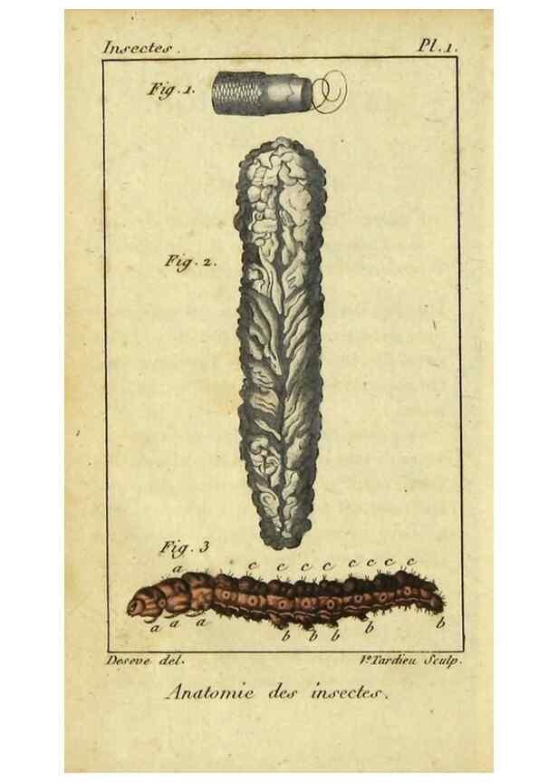 Reproducción/Reproduction 9510072628: Histoire naturelle des insectes, composée d'après Réamur, Geoffroy, Degéer, Roesel, Linné, Fabricius, et les meilleurs ouvrages qui ont paru sur cette partie;. Paris,Roret,1828.