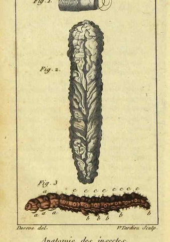 Reproducción/Reproduction 9510072628: Histoire naturelle des insectes, composée d'après Réamur, Geoffroy, Degéer, Roesel, Linné, Fabricius, et les meilleurs ouvrages qui ont paru sur cette partie;. Paris,Roret,1828.