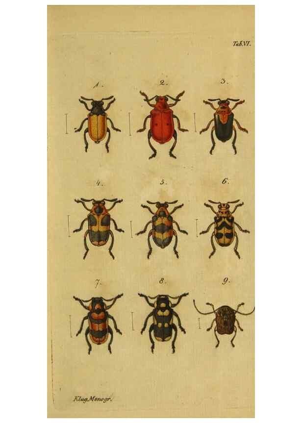 Reproducción/Reproduction 9499899869: Engomologische Monographieen.. Berlin,G. Reimer,1824.