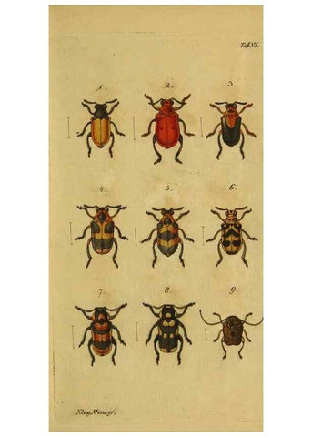 Reproducción/Reproduction 9499899869: Engomologische Monographieen.. Berlin,G. Reimer,1824.