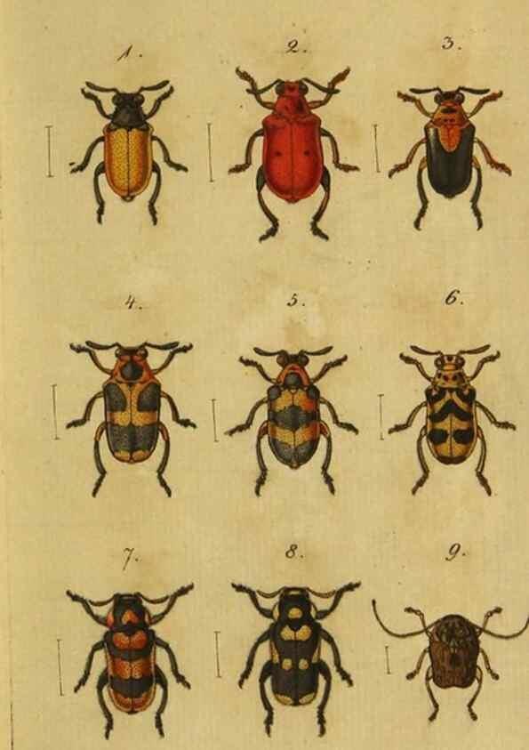 Reproducción/Reproduction 9499899869: Engomologische Monographieen.. Berlin,G. Reimer,1824.