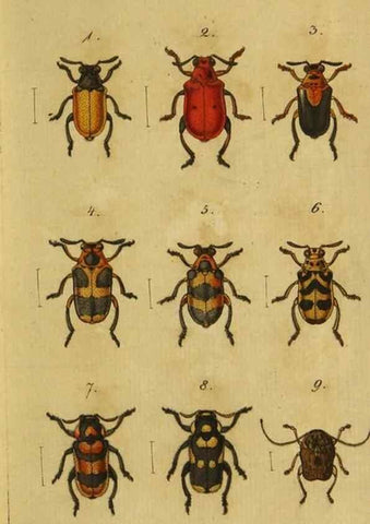 Reproducción/Reproduction 9499899869: Engomologische Monographieen.. Berlin,G. Reimer,1824.