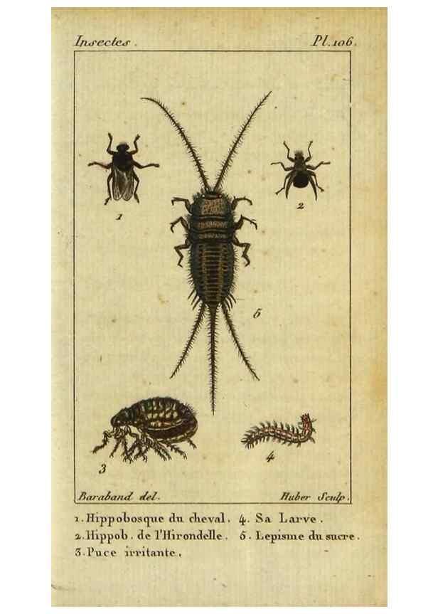 Reproducción/Reproduction 9507277789: Histoire naturelle des insectes, composée d'après Réamur, Geoffroy, Degéer, Roesel, Linné, Fabricius, et les meilleurs ouvrages qui ont paru sur cette partie;. Paris,Roret,1828.