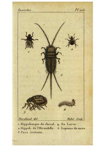 Reproducción/Reproduction 9507277789: Histoire naturelle des insectes, composée d'après Réamur, Geoffroy, Degéer, Roesel, Linné, Fabricius, et les meilleurs ouvrages qui ont paru sur cette partie;. Paris,Roret,1828.