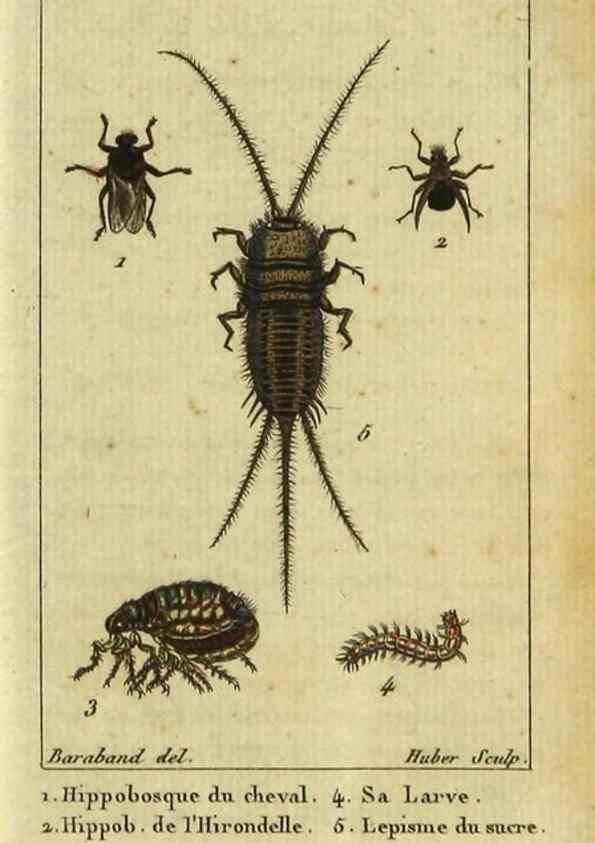 Reproducción/Reproduction 9507277789: Histoire naturelle des insectes, composée d'après Réamur, Geoffroy, Degéer, Roesel, Linné, Fabricius, et les meilleurs ouvrages qui ont paru sur cette partie;. Paris,Roret,1828.