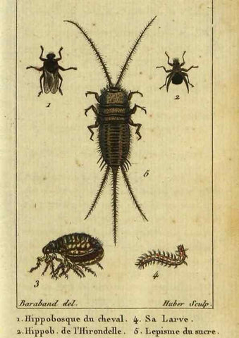 Reproducción/Reproduction 9507277789: Histoire naturelle des insectes, composée d'après Réamur, Geoffroy, Degéer, Roesel, Linné, Fabricius, et les meilleurs ouvrages qui ont paru sur cette partie;. Paris,Roret,1828.