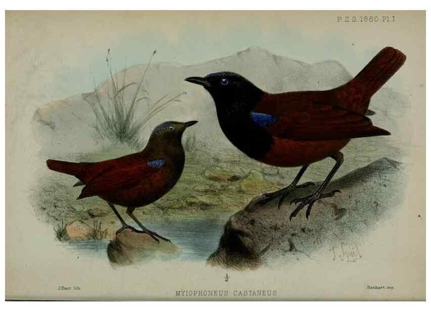 Reproducción/Reproduction 9515500987: Proceedings of the Zoological Society of London.. London :Academic Press, [etc.],1833-1965.