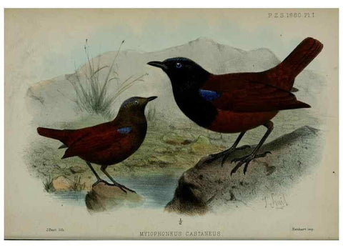 Reproducción/Reproduction 9515500987: Proceedings of the Zoological Society of London.. London :Academic Press, [etc.],1833-1965.