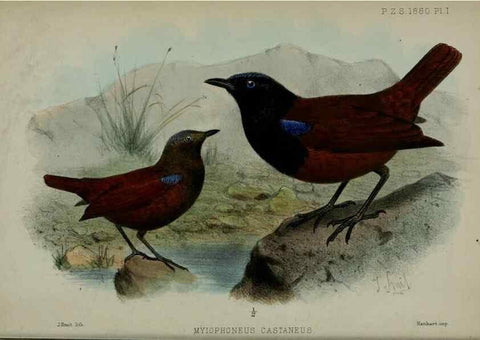 Reproducción/Reproduction 9515500987: Proceedings of the Zoological Society of London.. London :Academic Press, [etc.],1833-1965.