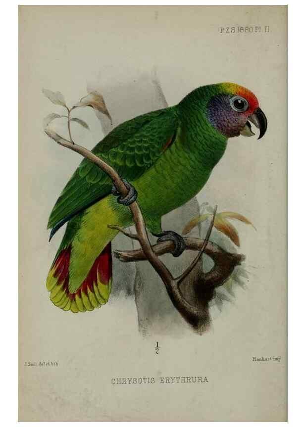 Reproducción/Reproduction 9515503105: Proceedings of the Zoological Society of London.. London :Academic Press, [etc.],1833-1965.