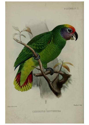Reproducción/Reproduction 9515503105: Proceedings of the Zoological Society of London.. London :Academic Press, [etc.],1833-1965.