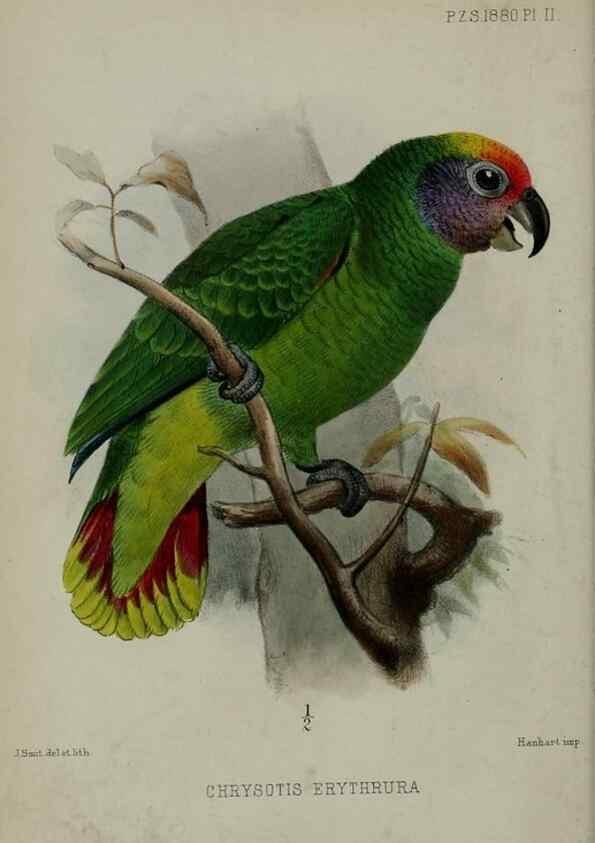 Reproducción/Reproduction 9515503105: Proceedings of the Zoological Society of London.. London :Academic Press, [etc.],1833-1965.