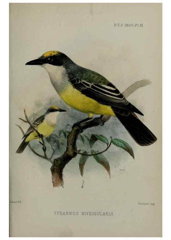 Reproducción/Reproduction 9515504507: Proceedings of the Zoological Society of London.. London :Academic Press, [etc.],1833-1965.