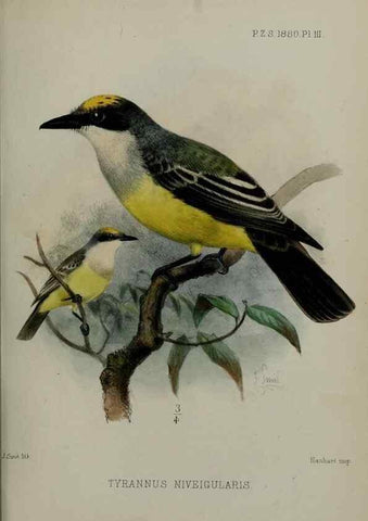 Reproducción/Reproduction 9515504507: Proceedings of the Zoological Society of London.. London :Academic Press, [etc.],1833-1965.