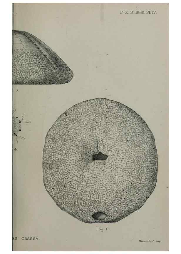 Reproducción/Reproduction 9515507469: Proceedings of the Zoological Society of London.. London :Academic Press, [etc.],1833-1965.