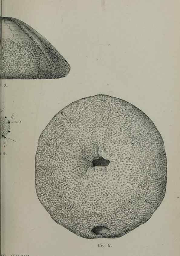 Reproducción/Reproduction 9515507469: Proceedings of the Zoological Society of London.. London :Academic Press, [etc.],1833-1965.