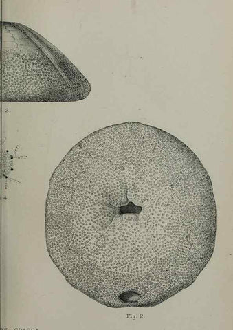 Reproducción/Reproduction 9515507469: Proceedings of the Zoological Society of London.. London :Academic Press, [etc.],1833-1965.