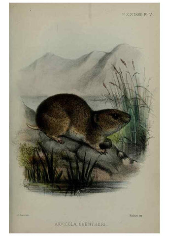 Reproducción/Reproduction 9515508991: Proceedings of the Zoological Society of London.. London :Academic Press, [etc.],1833-1965.