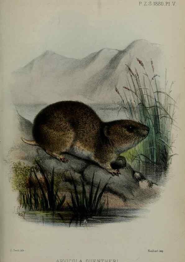 Reproducción/Reproduction 9515508991: Proceedings of the Zoological Society of London.. London :Academic Press, [etc.],1833-1965.