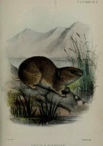 Reproducción/Reproduction 9515508991: Proceedings of the Zoological Society of London.. London :Academic Press, [etc.],1833-1965.