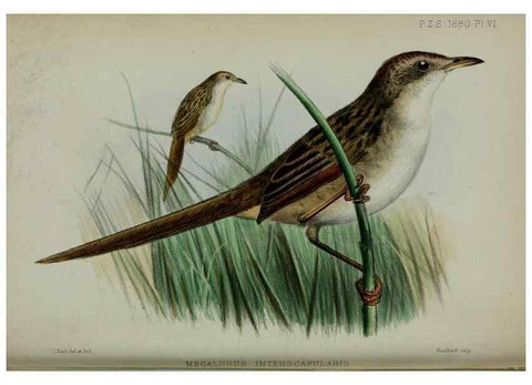 Reproducción/Reproduction 9518300994: Proceedings of the Zoological Society of London.. London :Academic Press, [etc.],1833-1965.
