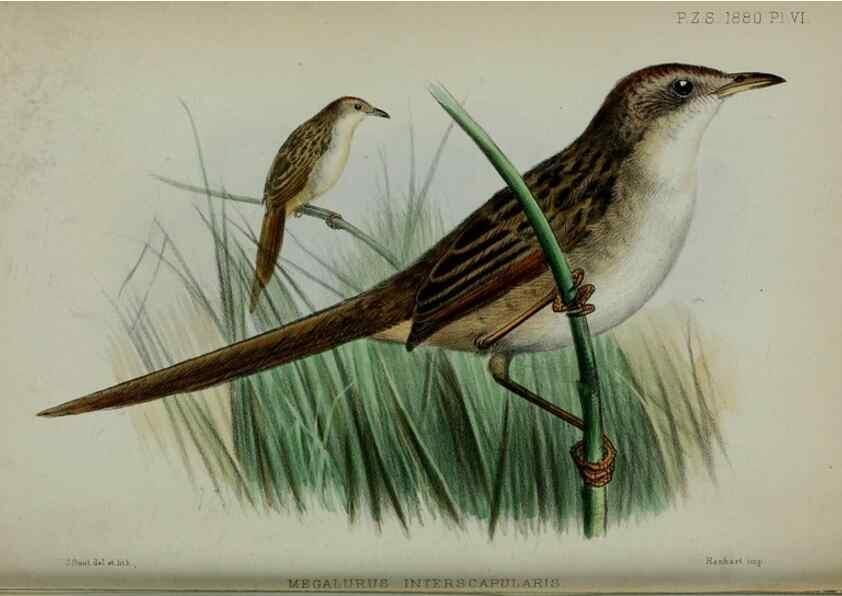 Reproducción/Reproduction 9518300994: Proceedings of the Zoological Society of London.. London :Academic Press, [etc.],1833-1965.