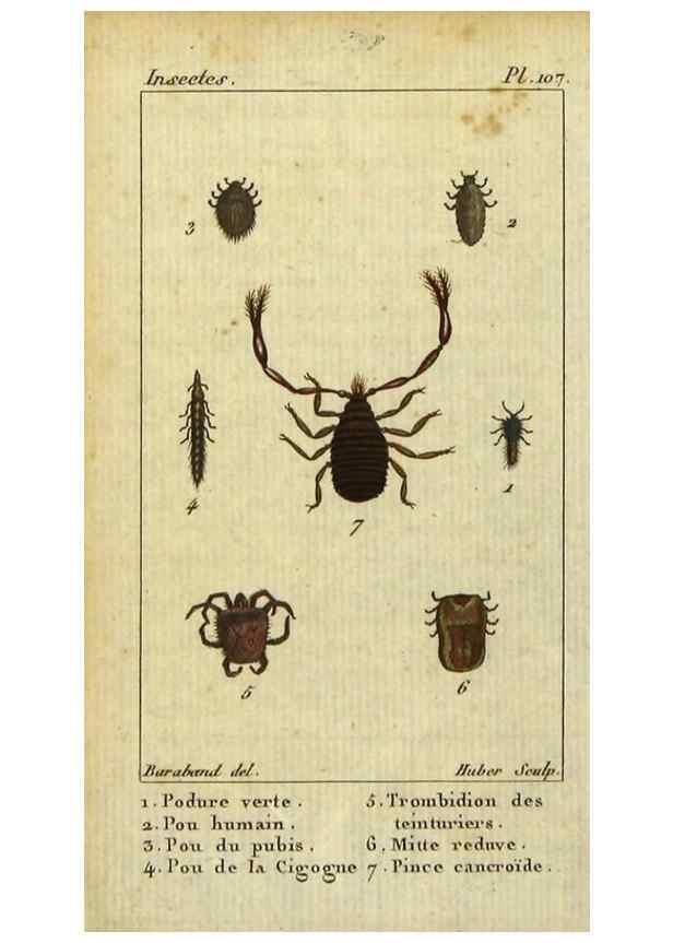 Reproducción/Reproduction 9510074034: Histoire naturelle des insectes, composée d'après Réamur, Geoffroy, Degéer, Roesel, Linné, Fabricius, et les meilleurs ouvrages qui ont paru sur cette partie;. Paris,Roret,1828.