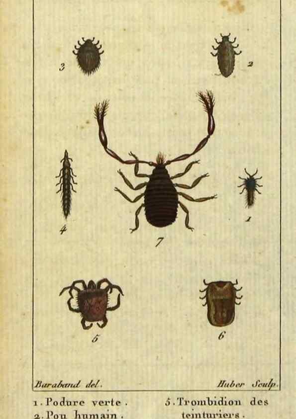 Reproducción/Reproduction 9510074034: Histoire naturelle des insectes, composée d'après Réamur, Geoffroy, Degéer, Roesel, Linné, Fabricius, et les meilleurs ouvrages qui ont paru sur cette partie;. Paris,Roret,1828.