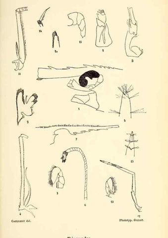 Reproducción/Reproduction 9467516814: Résultats scientifiques de la campagne du ""Caudan"" dans le Golfe de Gascogne, août-septembre 1895 /. Paris :Masson,1896.