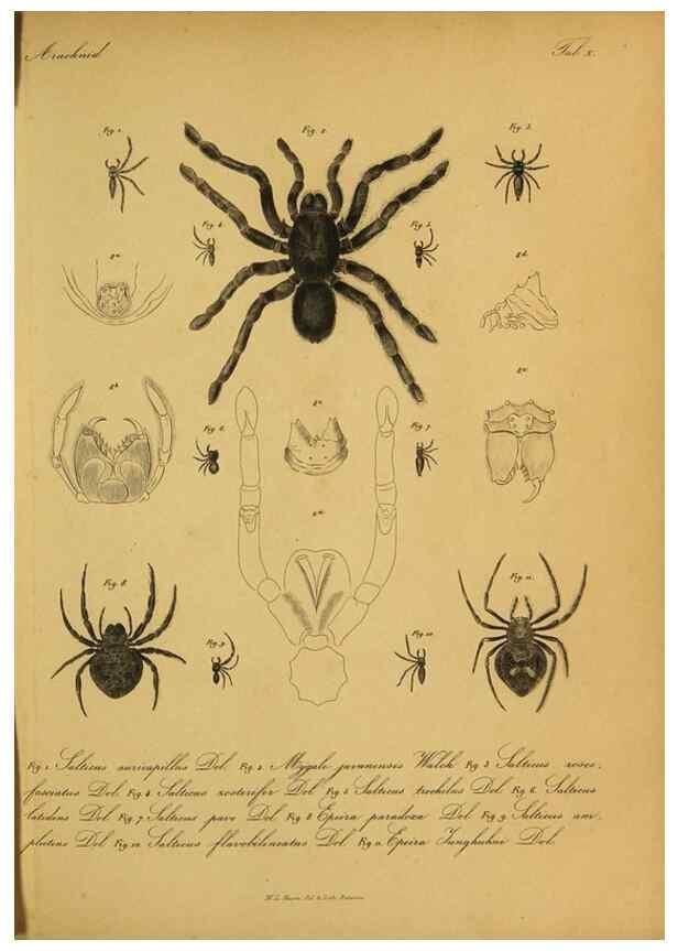 Reproducción/Reproduction 9596723255: Bijdrage tot de kennis der arachniden van den Indischen archipel.. Batavia,1857-[1859]