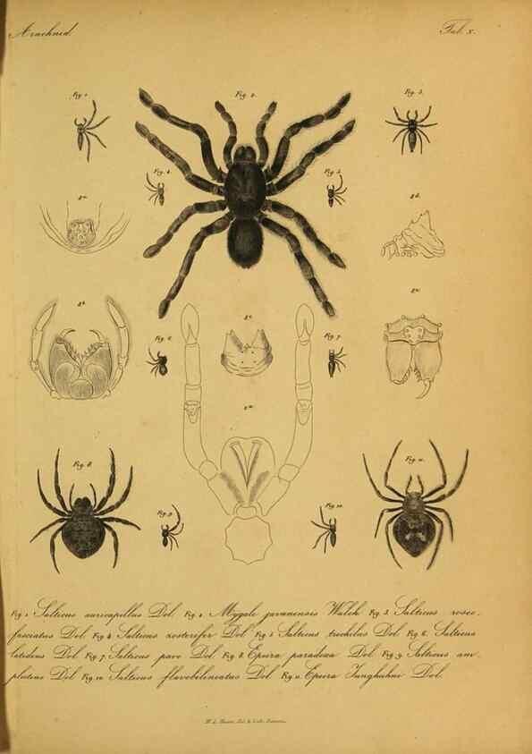 Reproducción/Reproduction 9596723255: Bijdrage tot de kennis der arachniden van den Indischen archipel.. Batavia,1857-[1859]