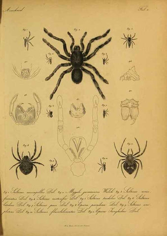 Reproducción/Reproduction 9596723255: Bijdrage tot de kennis der arachniden van den Indischen archipel.. Batavia,1857-[1859]