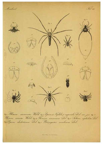 Reproducción/Reproduction 9599517910: Bijdrage tot de kennis der arachniden van den Indischen archipel.. Batavia,1857-[1859]