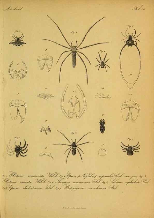 Reproducción/Reproduction 9599517910: Bijdrage tot de kennis der arachniden van den Indischen archipel.. Batavia,1857-[1859]