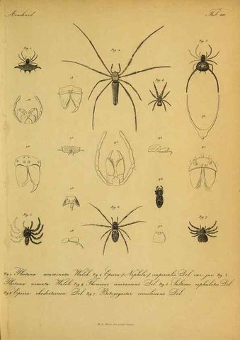 Reproducción/Reproduction 9599517910: Bijdrage tot de kennis der arachniden van den Indischen archipel.. Batavia,1857-[1859]