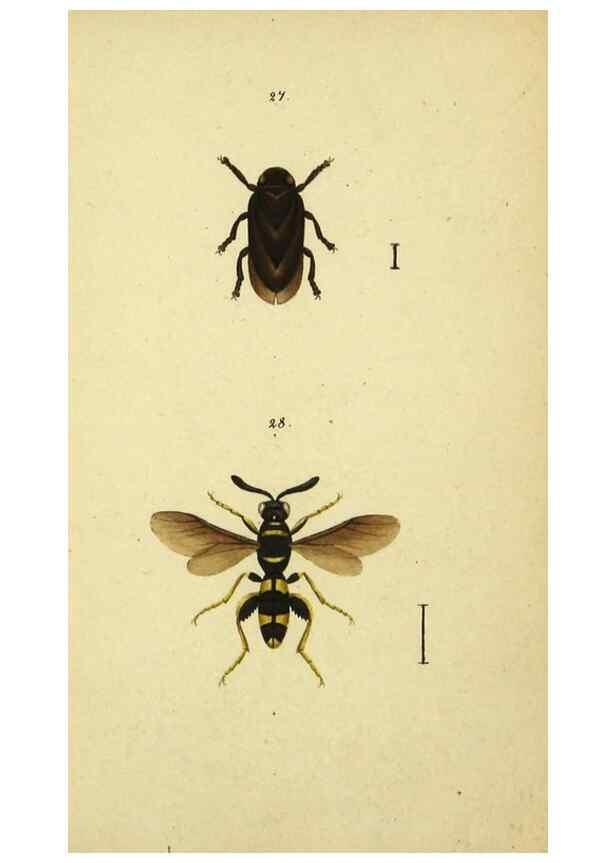 Reproducción/Reproduction 9604692425: Symbola faunae insectorum Helvetiae exhibentia vel species novas vel nondum depictas.. Basileae,typ. J. Georgii Neukirch,1822.