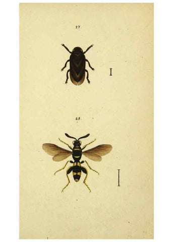 Reproducción/Reproduction 9604692425: Symbola faunae insectorum Helvetiae exhibentia vel species novas vel nondum depictas.. Basileae,typ. J. Georgii Neukirch,1822.