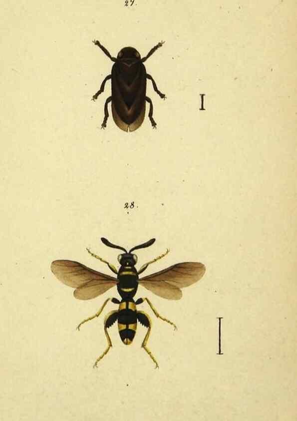 Reproducción/Reproduction 9604692425: Symbola faunae insectorum Helvetiae exhibentia vel species novas vel nondum depictas.. Basileae,typ. J. Georgii Neukirch,1822.