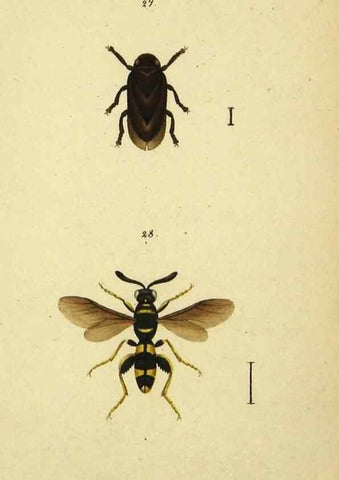 Reproducción/Reproduction 9604692425: Symbola faunae insectorum Helvetiae exhibentia vel species novas vel nondum depictas.. Basileae,typ. J. Georgii Neukirch,1822.