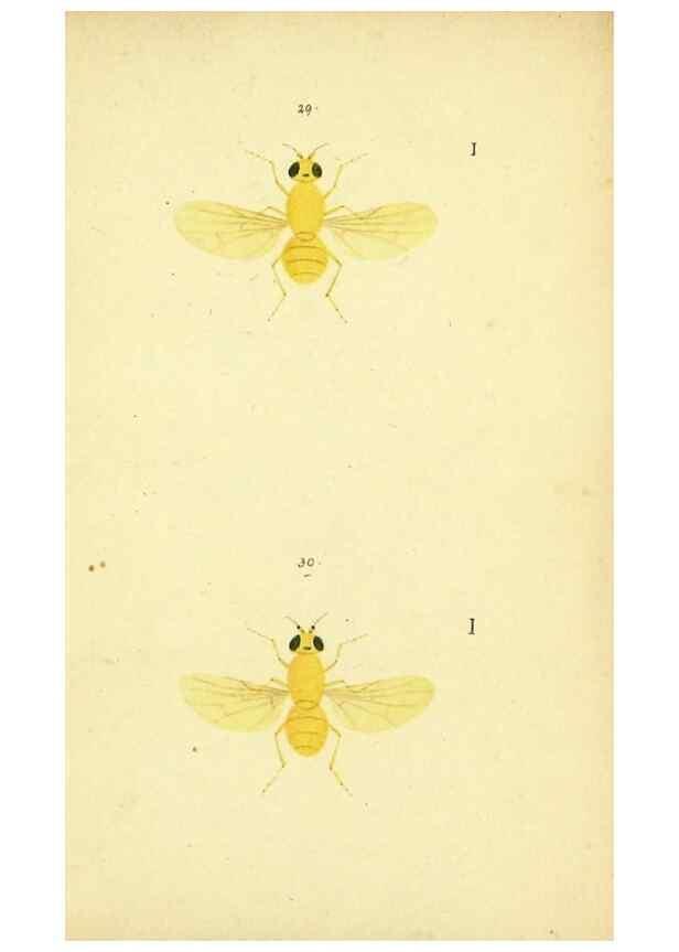 Reproducción/Reproduction 9607926262: Symbola faunae insectorum Helvetiae exhibentia vel species novas vel nondum depictas.. Basileae,typ. J. Georgii Neukirch,1822.