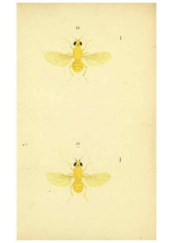 Reproducción/Reproduction 9607926262: Symbola faunae insectorum Helvetiae exhibentia vel species novas vel nondum depictas.. Basileae,typ. J. Georgii Neukirch,1822.