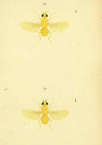 Reproducción/Reproduction 9607926262: Symbola faunae insectorum Helvetiae exhibentia vel species novas vel nondum depictas.. Basileae,typ. J. Georgii Neukirch,1822.