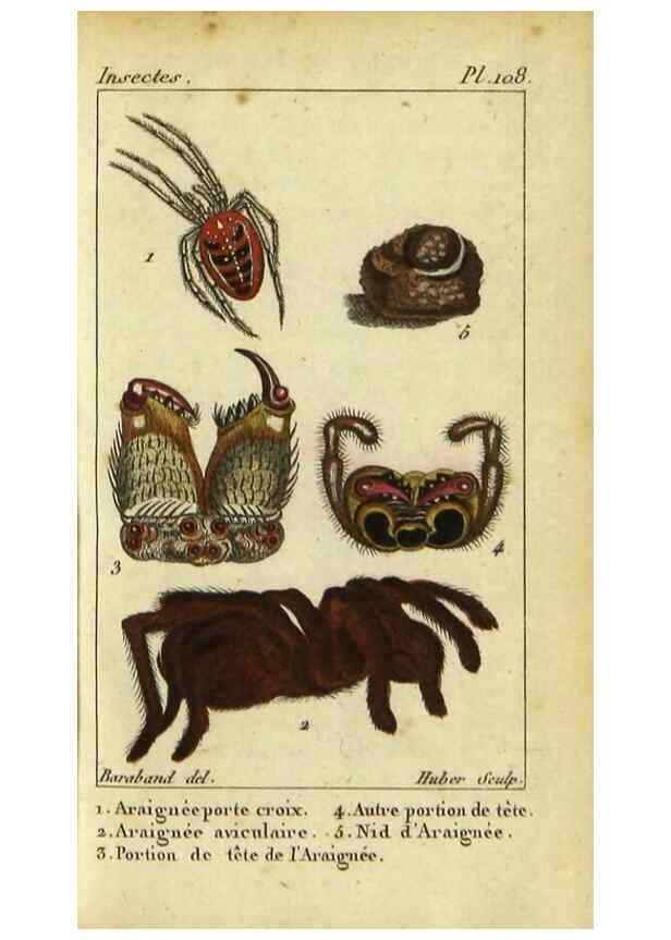 Reproducción/Reproduction 9623158112: Histoire naturelle des insectes, composée d'après Réamur, Geoffroy, Degéer, Roesel, Linné, Fabricius, et les meilleurs ouvrages qui ont paru sur cette partie;. Paris,Roret,1828.