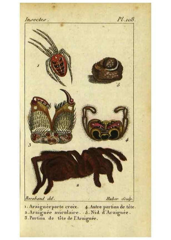 Reproducción/Reproduction 9623158112: Histoire naturelle des insectes, composée d'après Réamur, Geoffroy, Degéer, Roesel, Linné, Fabricius, et les meilleurs ouvrages qui ont paru sur cette partie;. Paris,Roret,1828.