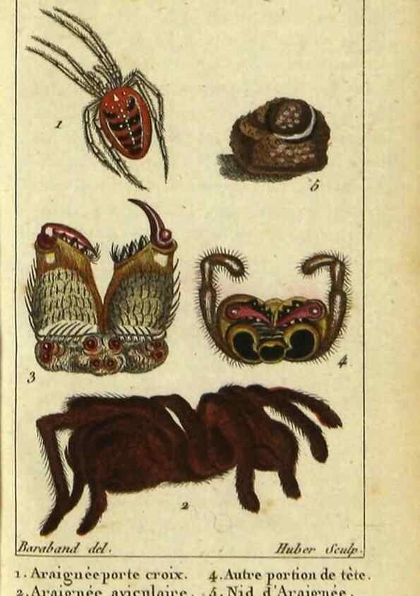 Reproducción/Reproduction 9623158112: Histoire naturelle des insectes, composée d'après Réamur, Geoffroy, Degéer, Roesel, Linné, Fabricius, et les meilleurs ouvrages qui ont paru sur cette partie;. Paris,Roret,1828.